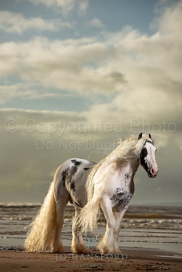 Marmite Maralyn equine beach shoot lit