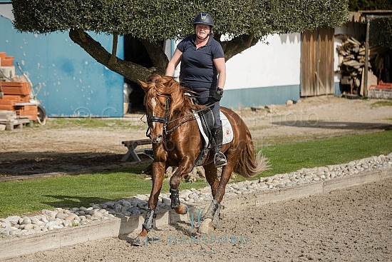 Sussex Lusitanos clinic at Lusitano Academy