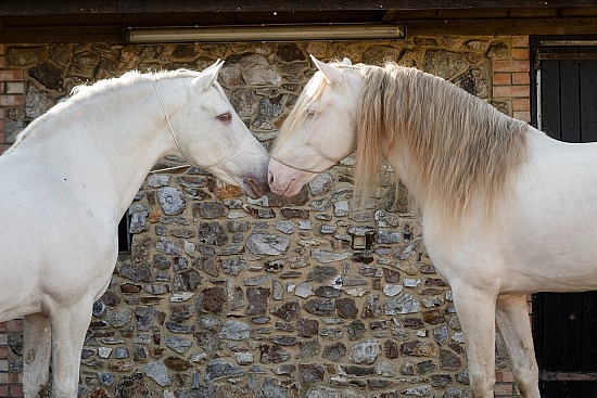 Cremello at Star Andalusians